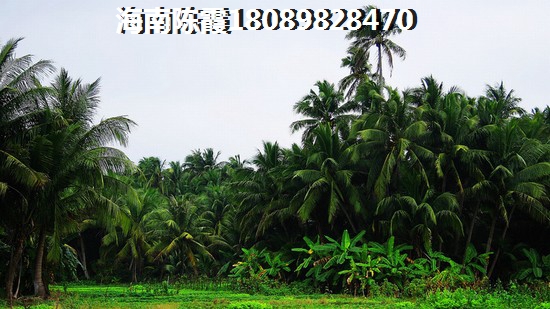 北方人還總是問瓊海商業(yè)步行街能不能生紙~